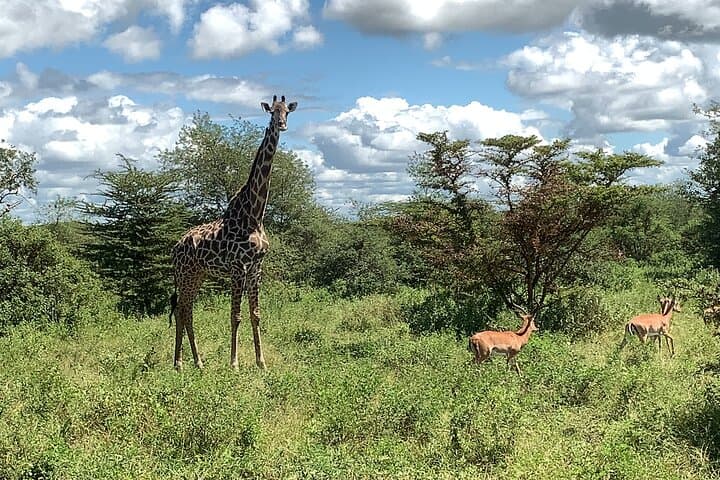 4-Day Zanzibar to Serengeti Luxury Safari: Tarangire, Ngorongoro & Balloon Experience photo 6