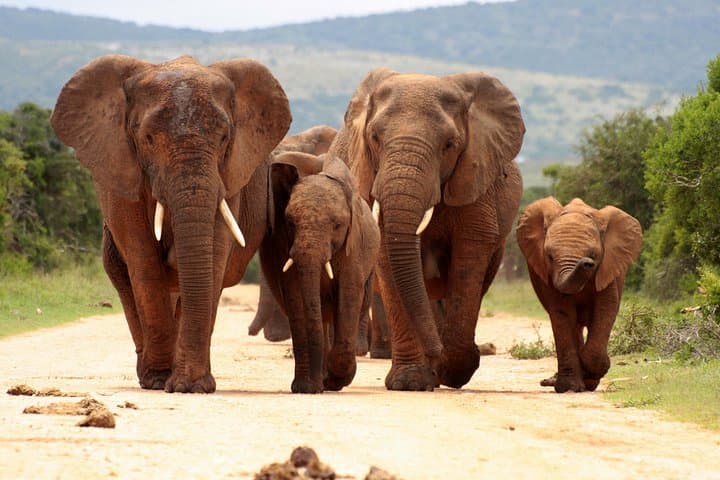 Full-Day Pilanesberg Open-Vehicle Safari from Johannesburg — Big Five in a Day