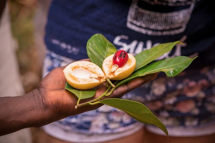 Zanzibar Spice Farm & Semi-Submarine Sunset Cruise — Spice Island Day and Night Marine Experience photo 2