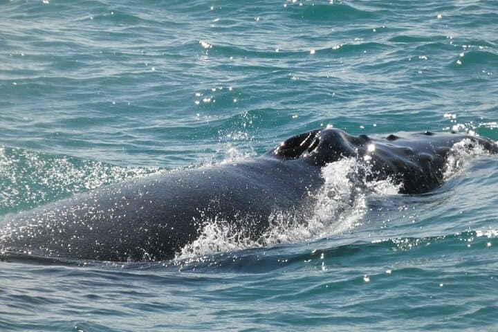 Reykjavik Whale Watching: Whale Wonders Morning Expedition in Faxafloi Bay photo 6