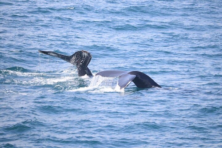 Reykjavik Whale Watching: Whale Wonders Morning Expedition in Faxafloi Bay