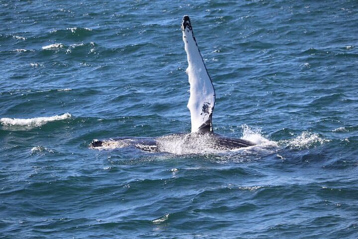 Reykjavik Whale Watching: Whale Wonders Morning Expedition in Faxafloi Bay photo 2