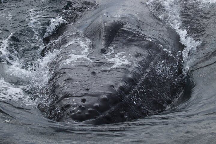 Reykjavik Whale Watching: Whale Wonders Morning Expedition in Faxafloi Bay photo 4