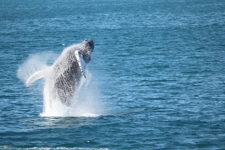 Reykjavik Whale Watching: Whale Wonders Morning Expedition in Faxafloi Bay photo 3
