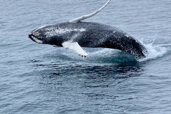 Reykjavik Whale Watching: Whale Wonders Morning Expedition in Faxafloi Bay photo 5