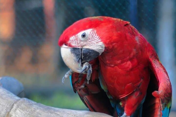 Discover Hambantota Bird Park: Bird Feeding, Species & Practical Guide photo 2
