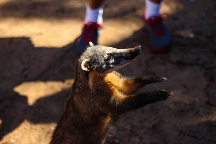 Private Iguazu Falls Tour (Argentine Side) with Optional Boat Ride — Full Day Experience photo 3