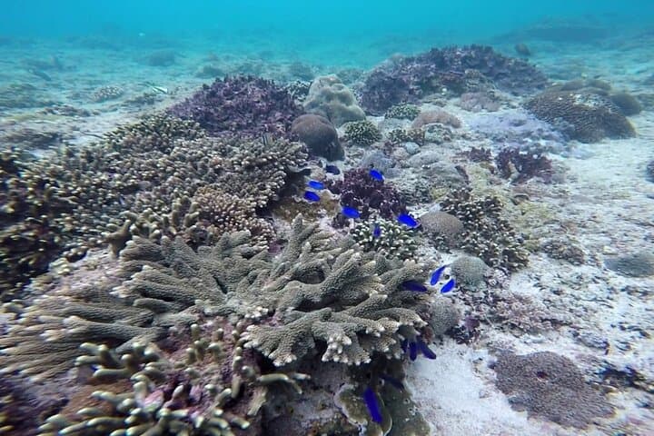 Gate of Heaven to Blue Lagoon: Bali Day Trip with Lempuyang Temple & Private Snorkel photo 6