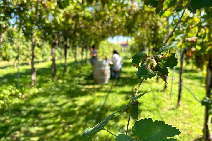 Private Prosecco Road Tour from Conegliano — 3 Wineries, Lunch & Cellar Visits