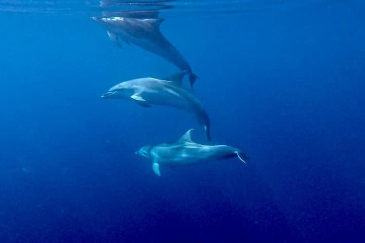 Gulf of Olbia 8-Hour Boat Excursion: Dolphins, Snorkeling & Sardinian Aperitif photo 4