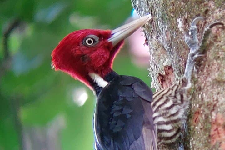 Curicancha Reserve Birdwatching: Monteverde Cloud-Forest Walk photo 2