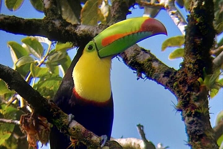 Curicancha Reserve Birdwatching: Monteverde Cloud-Forest Walk