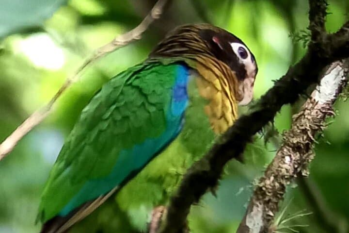 Curicancha Reserve Birdwatching: Monteverde Cloud-Forest Walk photo 3