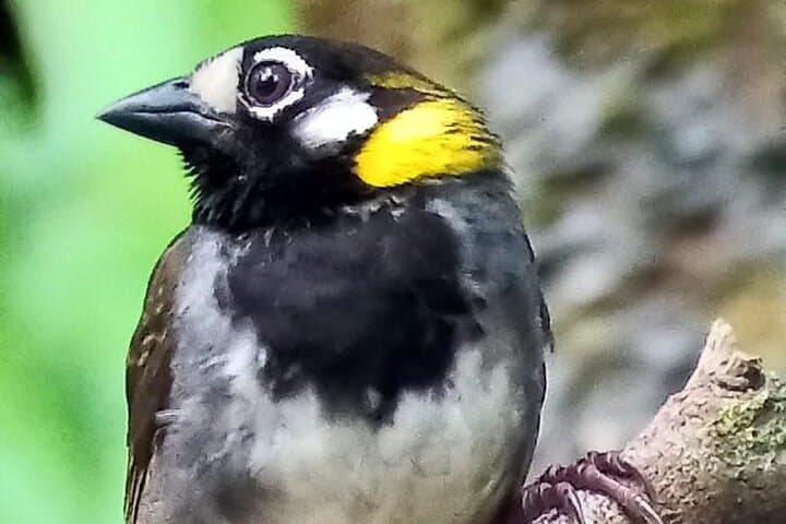 Curicancha Reserve Birdwatching: Monteverde Cloud-Forest Walk photo 4