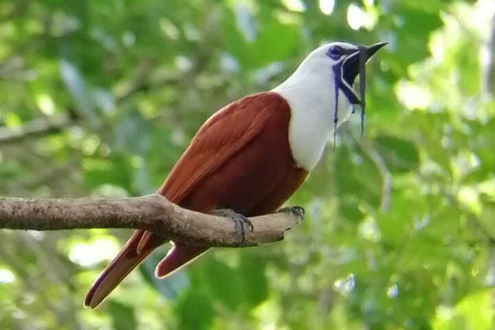Curicancha Reserve Birdwatching: Monteverde Cloud-Forest Walk photo 5