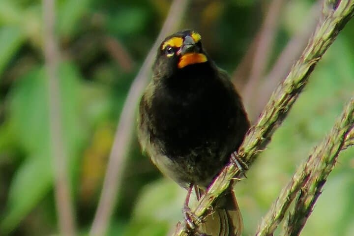 Curicancha Reserve Birdwatching: Monteverde Cloud-Forest Walk photo 6