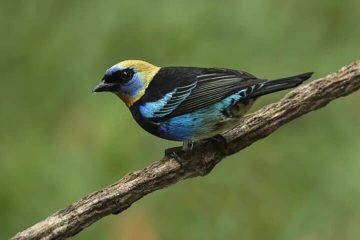 Rio Celeste Bird Watching — Tenorio's Turquoise Rivers & Tropical Birds photo 4