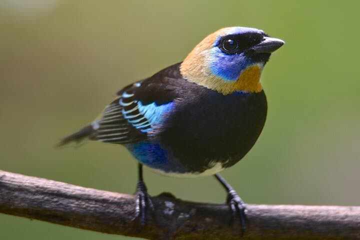 Rio Celeste Bird Watching — Tenorio's Turquoise Rivers & Tropical Birds photo 2