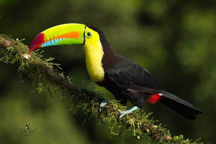 Rio Celeste Bird Watching — Tenorio's Turquoise Rivers & Tropical Birds photo 5