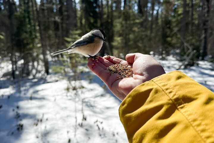 Exploring Algonquin Provincial Park: A Day Tour Escape from Toronto photo 4