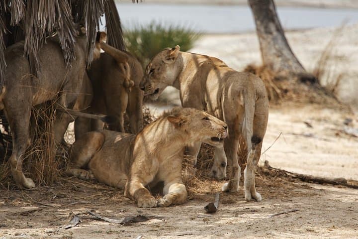 Rufiji River & Big Five: 4-Day Nyerere National Park Safari Adventure photo 1