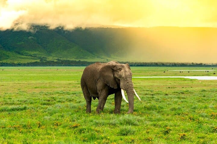 11-Day Tanzania Safari and Zanzibar Beach Adventure: Tarangire, Ngorongoro & Serengeti photo 4