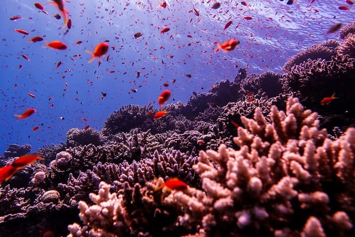 Aqaba Red Sea Scuba: Private Guided Dives to Wrecks and Reefs photo 2