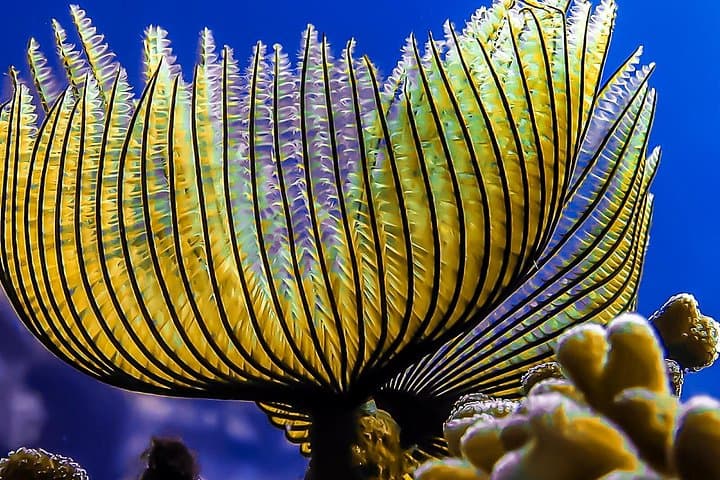 Aqaba Red Sea Scuba: Private Guided Dives to Wrecks and Reefs photo 4