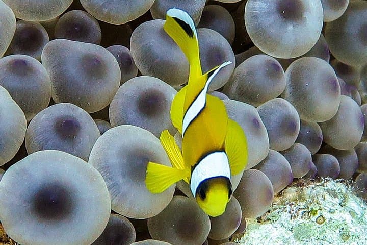 Aqaba Red Sea Scuba: Private Guided Dives to Wrecks and Reefs photo 6