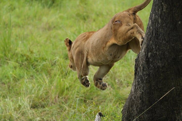 Fly-In Safari to Mikumi National Park: 1-Day Big-Game Adventure from Zanzibar photo 3