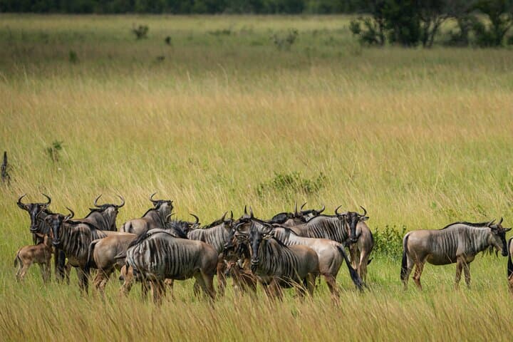 Fly-In Safari to Mikumi National Park: 1-Day Big-Game Adventure from Zanzibar photo 4