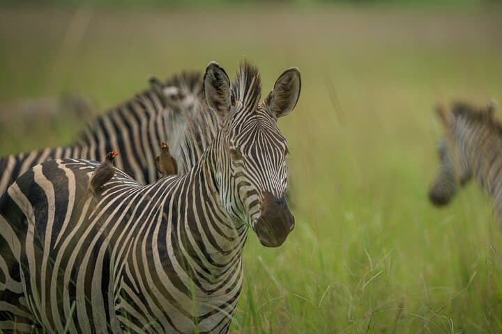 Fly-In Safari to Mikumi National Park: 1-Day Big-Game Adventure from Zanzibar photo 6