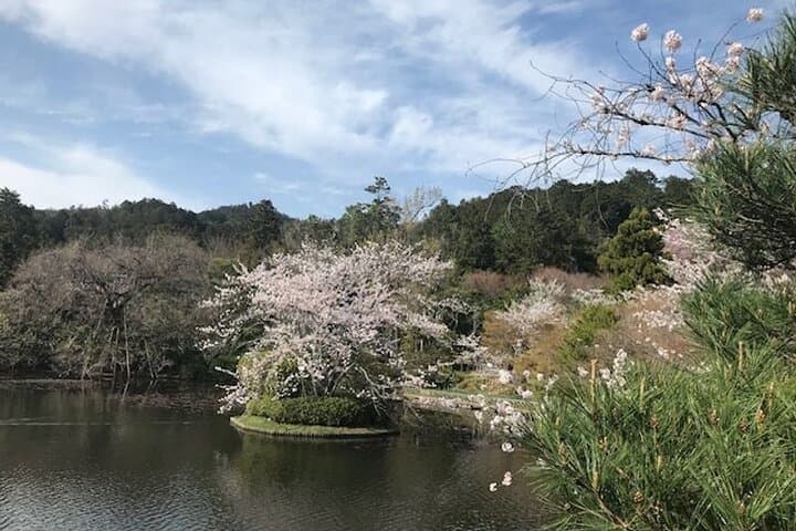 Early Bird Kyoto Half-Day Private Tour: Arashiyama, Kinkaku-ji & Ryoanji photo 3
