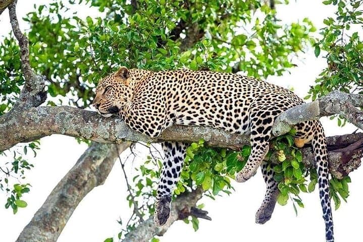 4-Day Akagera & Bwindi Gorilla Trek with Lake Bunyonyi photo 2