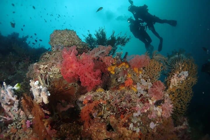 Menjangan Island Scuba Diving: Two-Dive Day Trip from Pemuteran photo 6