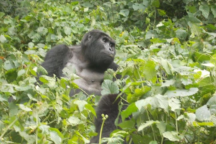 2-Day Volcanoes Golden Monkey & Bwindi Gorilla Trek — Private Wildlife Safari from Kigali photo 3