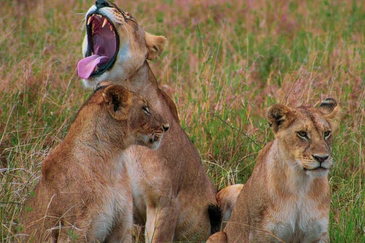 3-Day Masai Mara Safari — Big Five, Wildebeest Migration & Maasai Village Visit photo 3