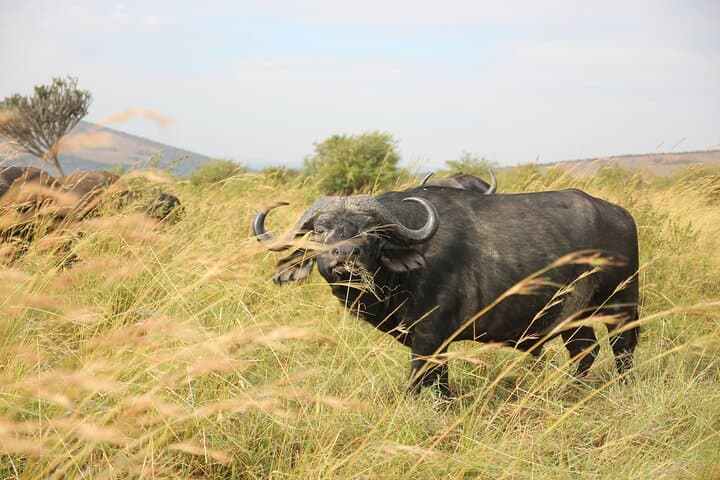 3-Day Masai Mara Safari — Big Five, Wildebeest Migration & Maasai Village Visit photo 4