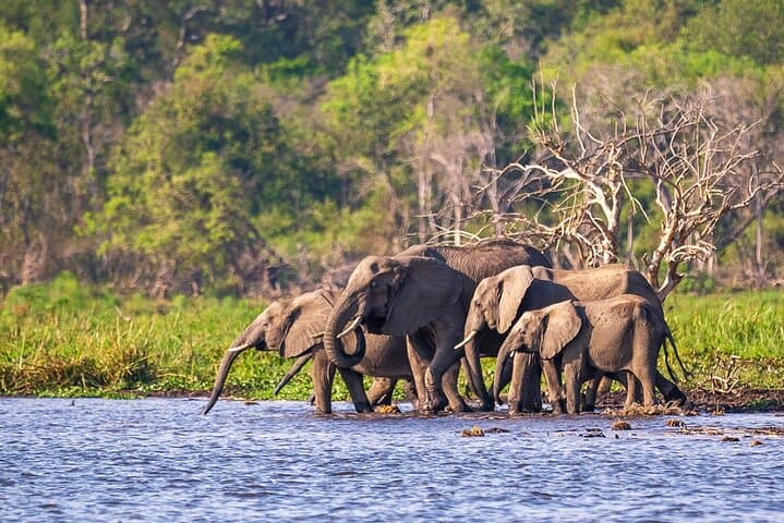 4-Day Akagera & Bwindi Gorilla Trek with Lake Bunyonyi
