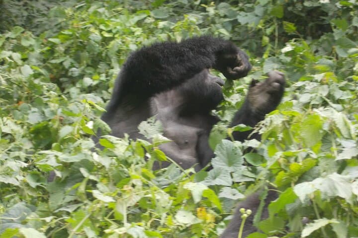 4-Day Akagera & Bwindi Gorilla Trek with Lake Bunyonyi photo 4
