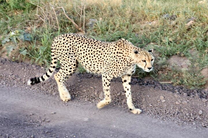 2-Day Amboseli Private Safari: Kilimanjaro Views & Elephant Herds photo 4