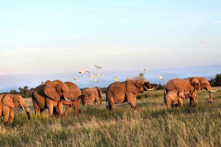 2-Day Amboseli Private Safari: Kilimanjaro Views & Elephant Herds photo 5