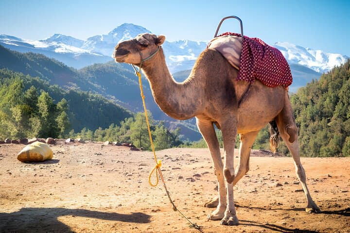 Ourika Valley & Atlas Mountains Private Day Tour from Marrakech photo 5