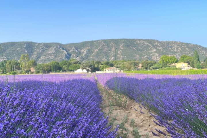 Lavender Discovery: Private Valensole Plateau Tour from Avignon photo 5