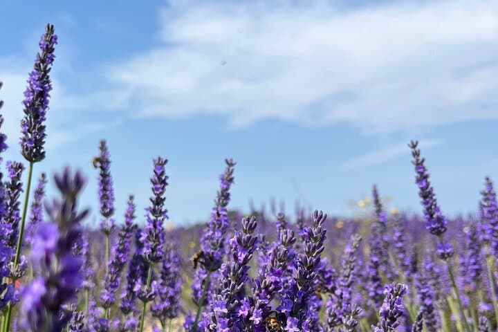 Lavender Discovery: Private Valensole Plateau Tour from Avignon photo 6