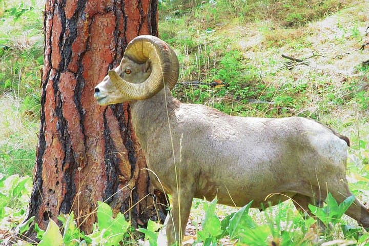 Wild Horse Island Kayak Tour on Flathead Lake — Paddle, Wildlife & Picnic photo 2