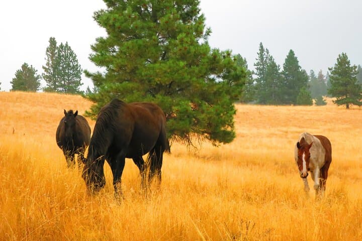 Wild Horse Island Kayak Tour on Flathead Lake — Paddle, Wildlife & Picnic photo 4
