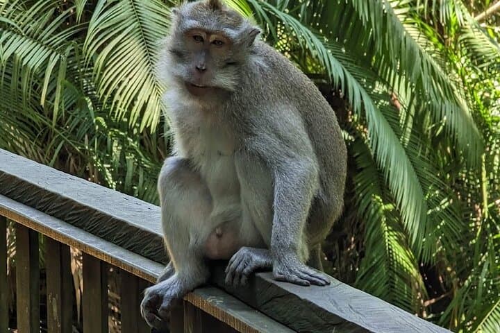 Best of Ubud Private Tour: Jungle Swing, Tegalalang & Monkey Forest photo 5