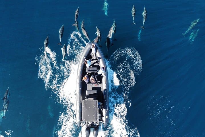 Up-Close Dolphin and Whale Watching in Oceanside: Intimate Marine Mammal Cruise photo 1