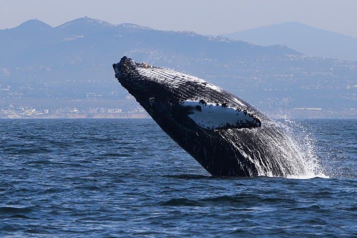 Up-Close Dolphin and Whale Watching in Oceanside: Intimate Marine Mammal Cruise photo 4